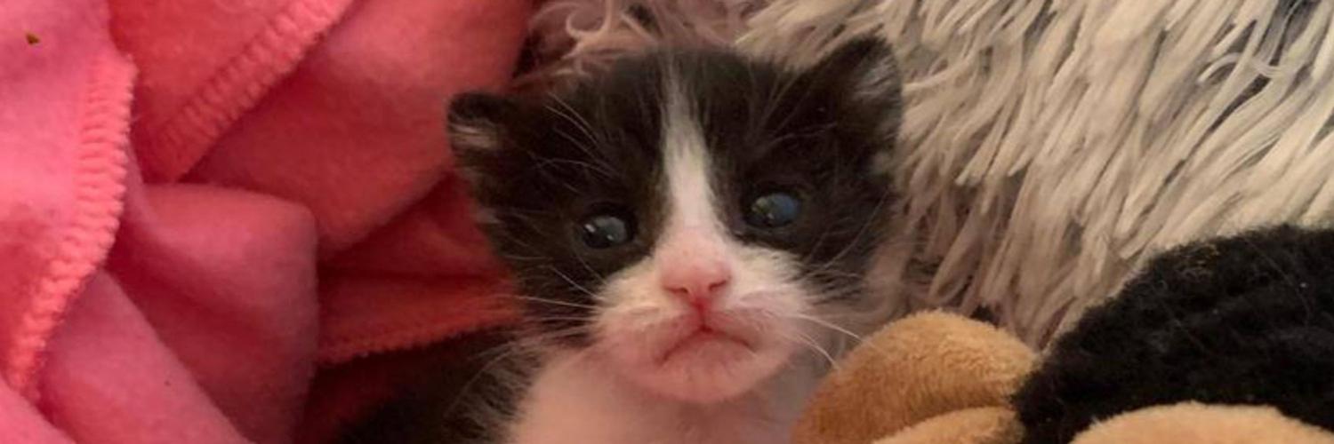 tetraminose's profile header