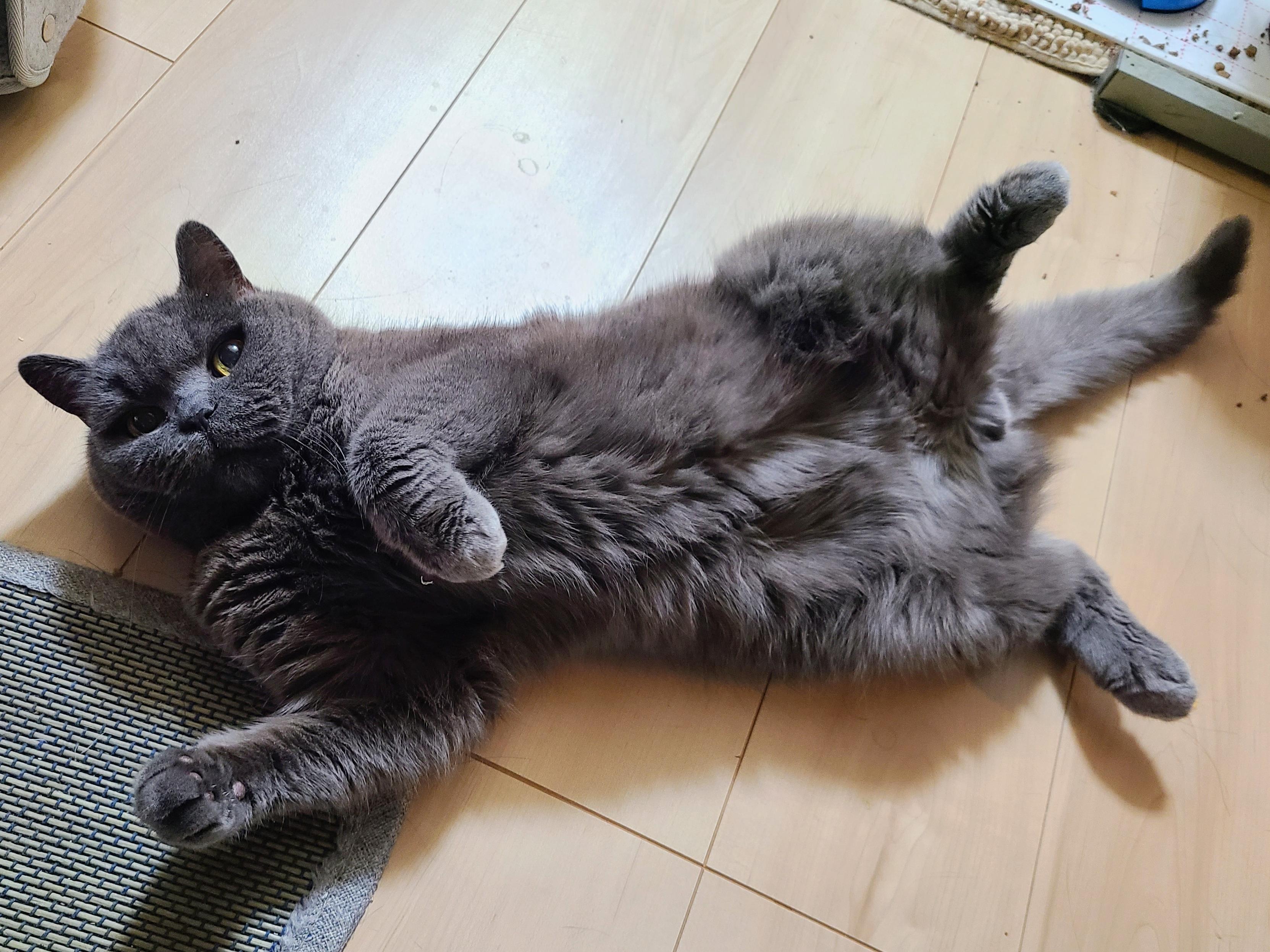 Henry the gray cat sprawled out on his back on the heated floor. His legs are splayed up and he is looking up at the camera with his yellow eyes